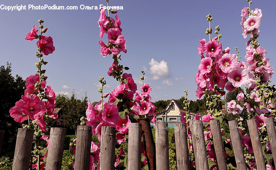 Blossom, Flora, Flower, Plant, Gladiolus, Geranium, Petal