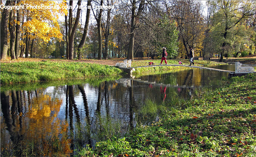 Outdoors, Pond, Water, Land, Marsh, Swamp, Blossom