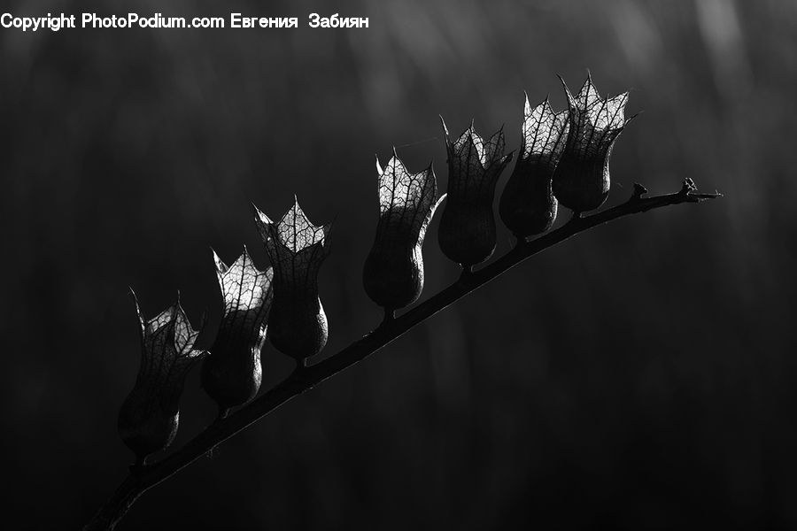 Blossom, Flora, Flower, Plant, Conifer, Fir, Tree