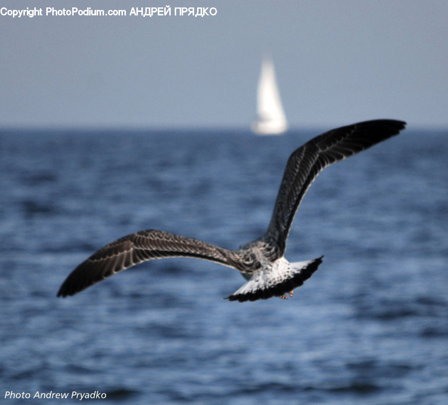 Bird, Booby, Seagull, Albatross, Eagle