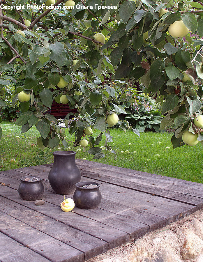 Ivy, Plant, Vine, Gourd, Produce, Vegetable, Potted Plant