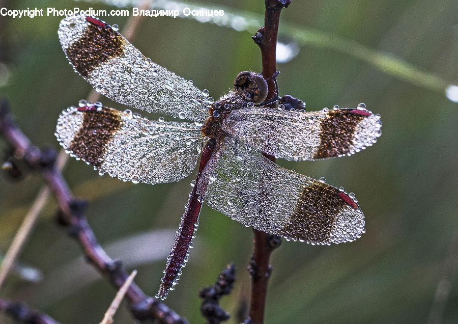 Frost, Ice, Outdoors, Snow, Fiber, Velvet, Anisoptera