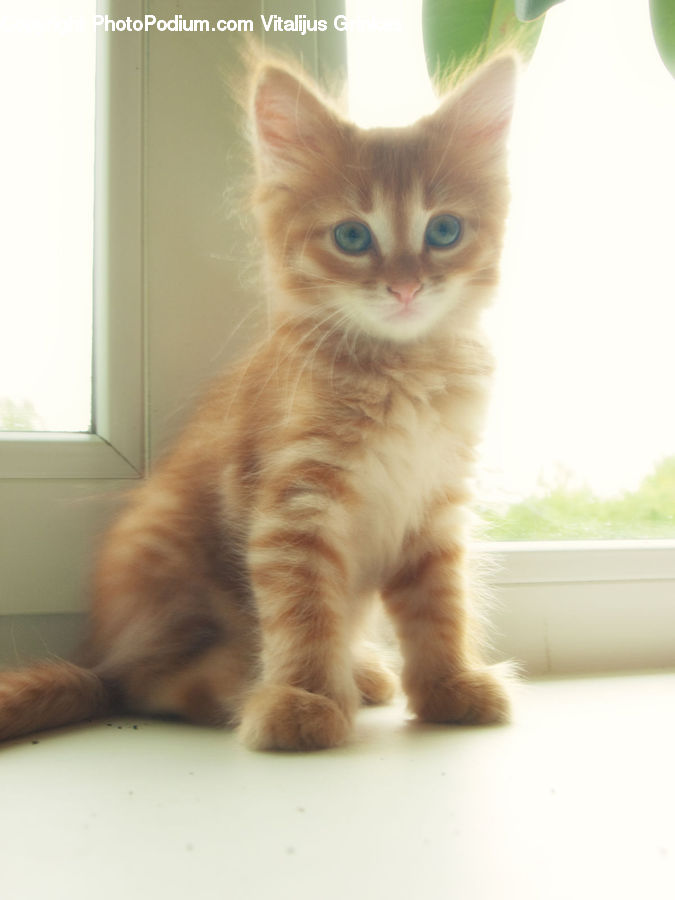 Animal, Cat, Kitten, Mammal, Pet, Manx, Adorable