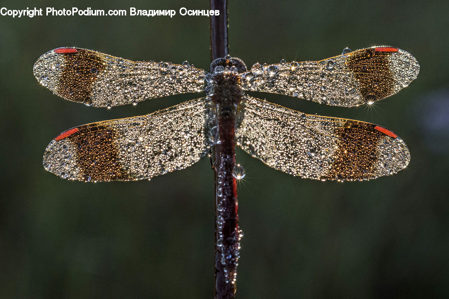 Anisoptera, Dragonfly, Insect, Invertebrate