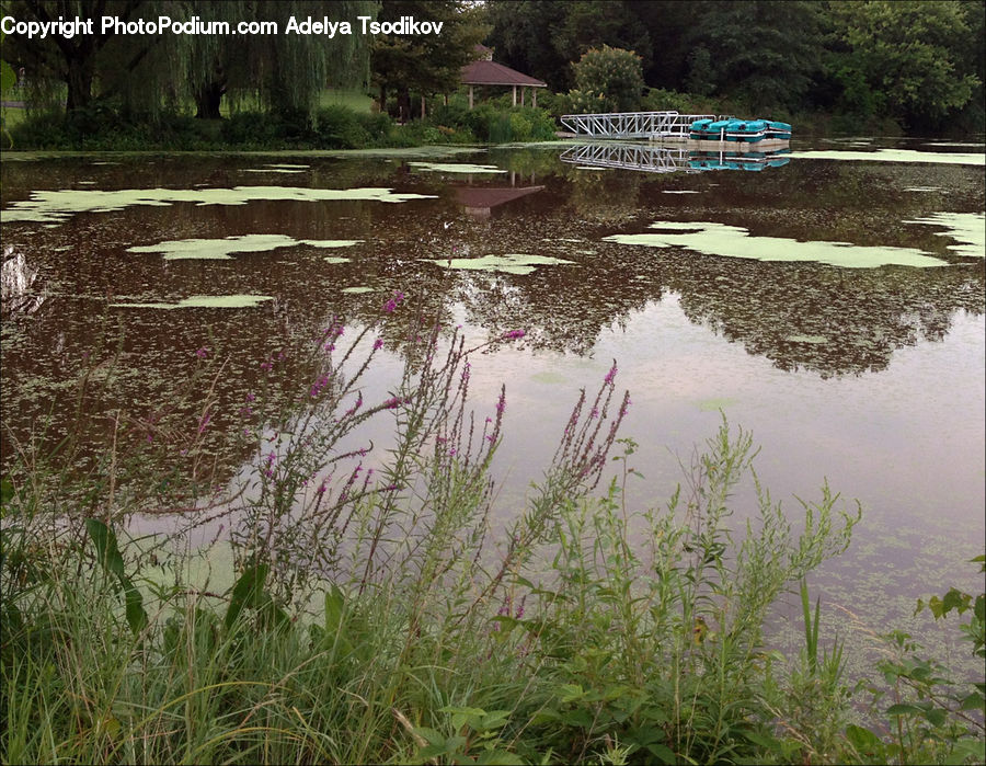 Plant, Potted Plant, Outdoors, Pond, Water, Land, Marsh