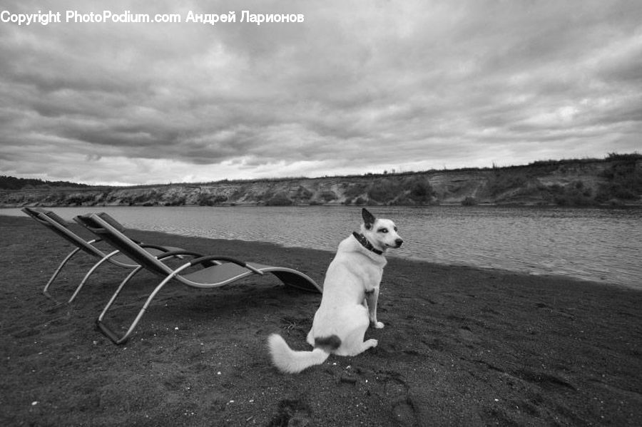 Animal, Canine, Dog, Husky, Mammal, Pet, Pointer