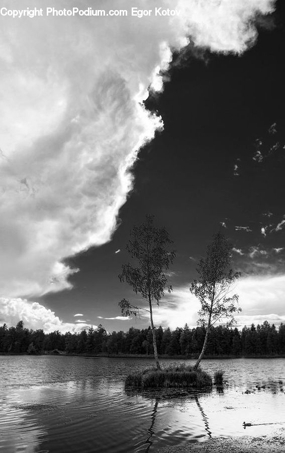 Plant, Tree, Land, Marsh, Outdoors, Swamp, Water