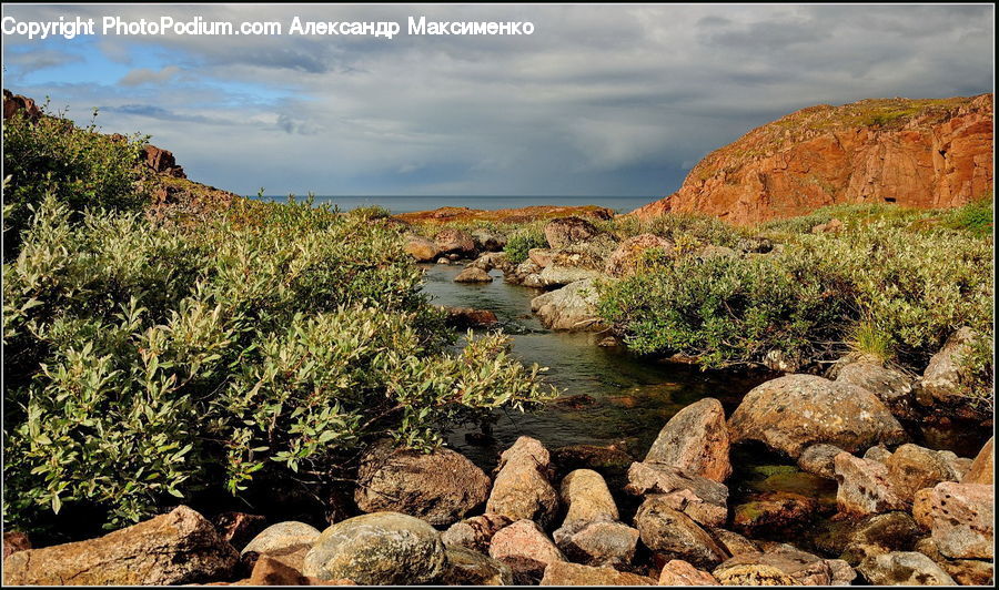 Plant, Potted Plant, Rock, Bush, Vegetation, Outdoors, Wilderness