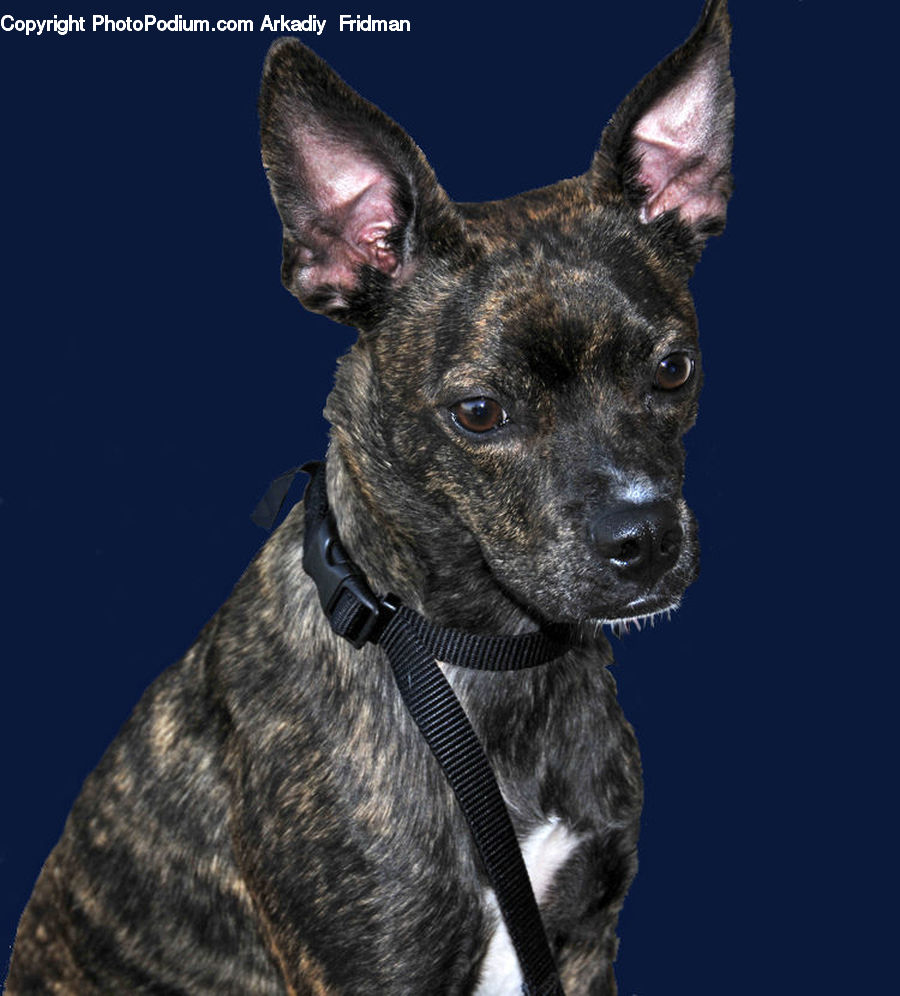 Animal, Bulldog, Canine, Dog, French Bulldog, Mammal, Pet