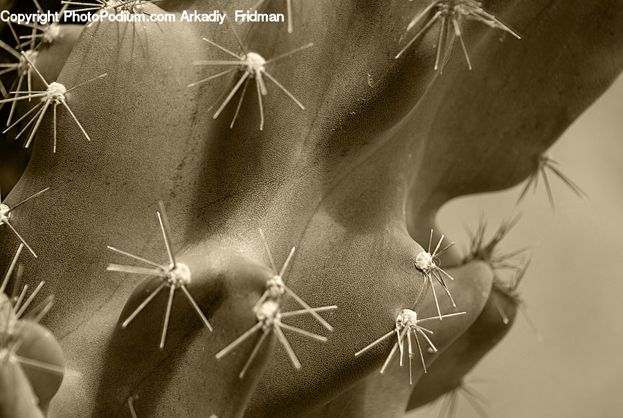 Umbrella, Plant, Cactus, Blossom, Flora, Flower