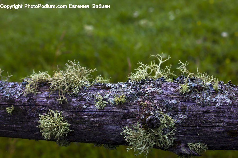 Frost, Ice, Outdoors, Snow, Lavender, Plant, Fern