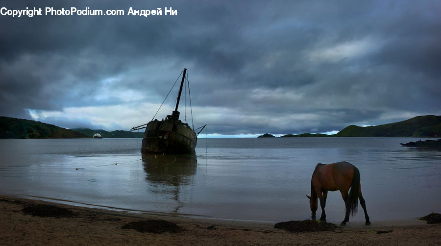Animal, Horse, Mammal, Beach, Coast, Outdoors, Sea