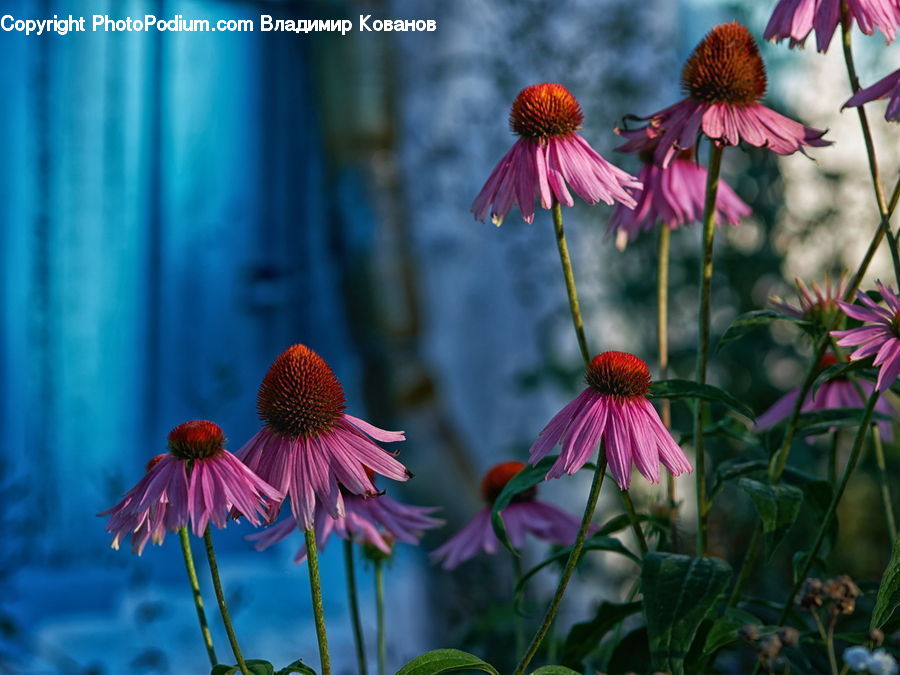 Blossom, Flora, Flower, Plant, Aster, Potted Plant, Daisies