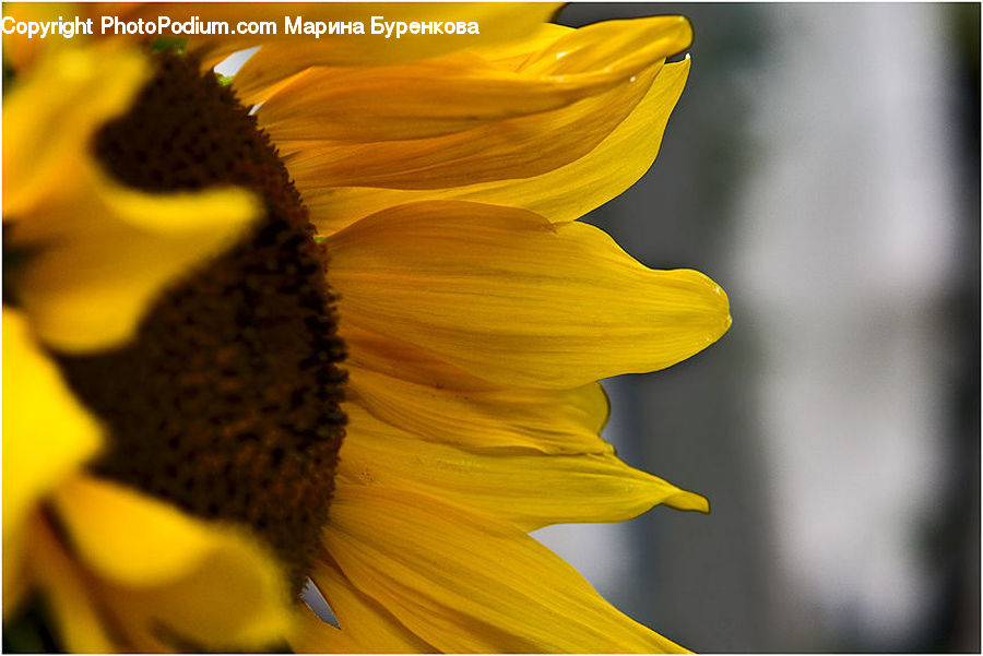 Blossom, Flora, Flower, Plant, Sunflower, Daisies, Daisy