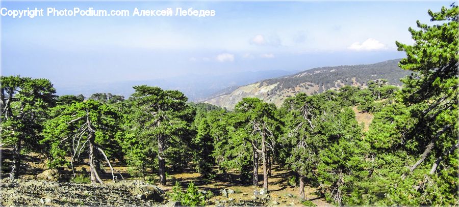Conifer, Fir, Pine, Plant, Spruce, Tree, Bush