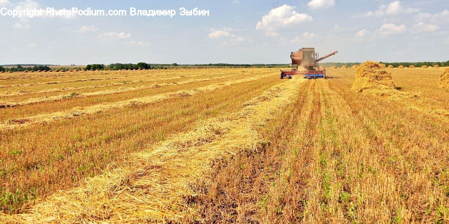 Countryside, Harvest, Field, Grain, Grass, Plant, Wheat