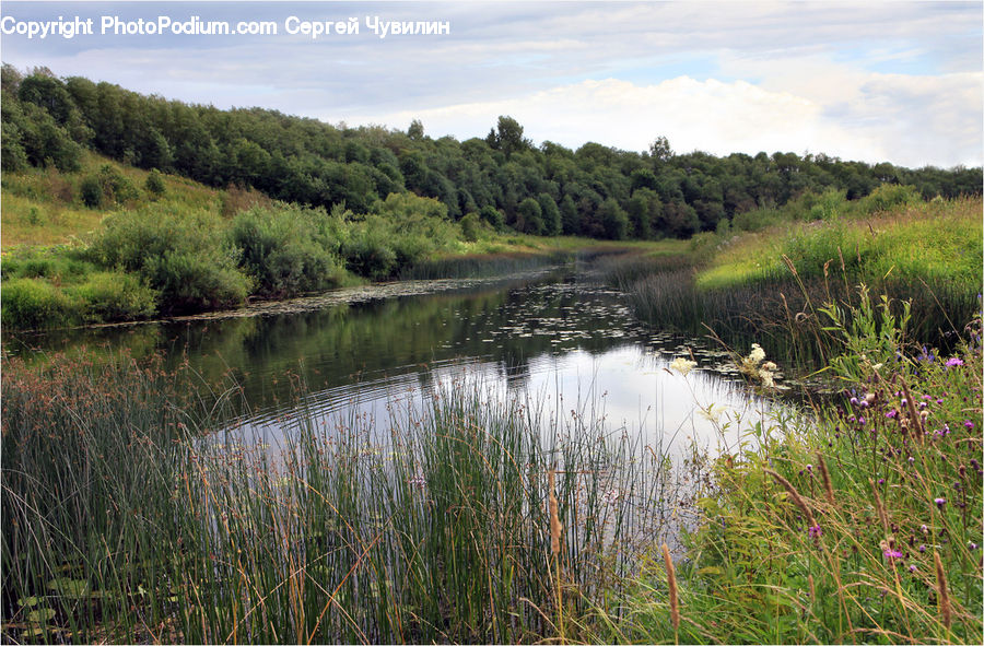 Outdoors, Pond, Water, Field, Grass, Grassland, Plant
