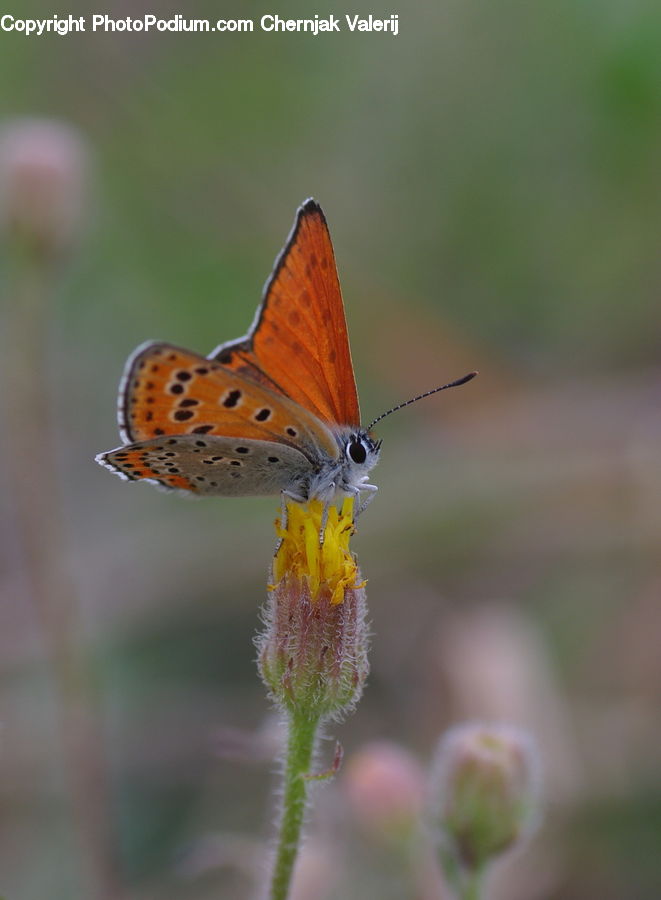 Butterfly, Insect, Invertebrate