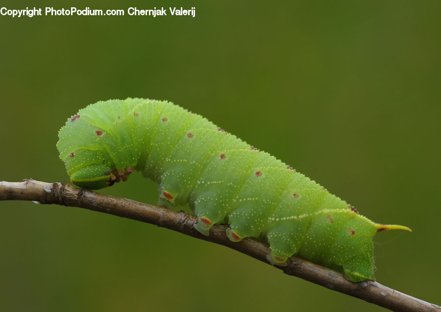 Cricket Insect, Grasshopper, Insect, Invertebrate, Bird, Parakeet, Parrot