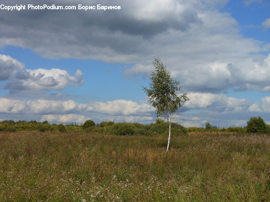 Field, Grass, Grassland, Land, Outdoors, Savanna, Cloud