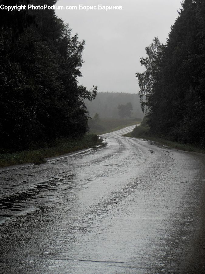Road, Dirt Road, Gravel, Forest, Vegetation, Water, Outdoors