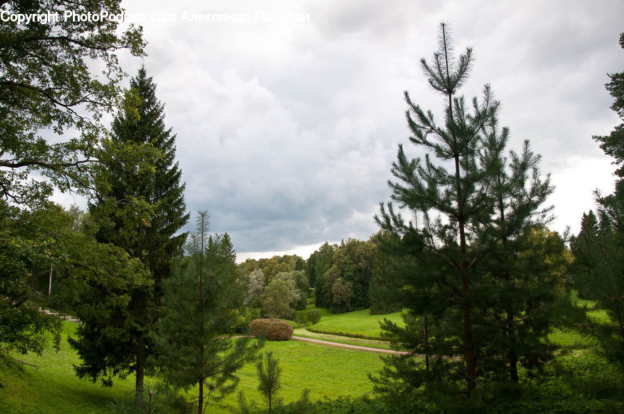 Conifer, Fir, Plant, Tree, Spruce, Wood, Yew