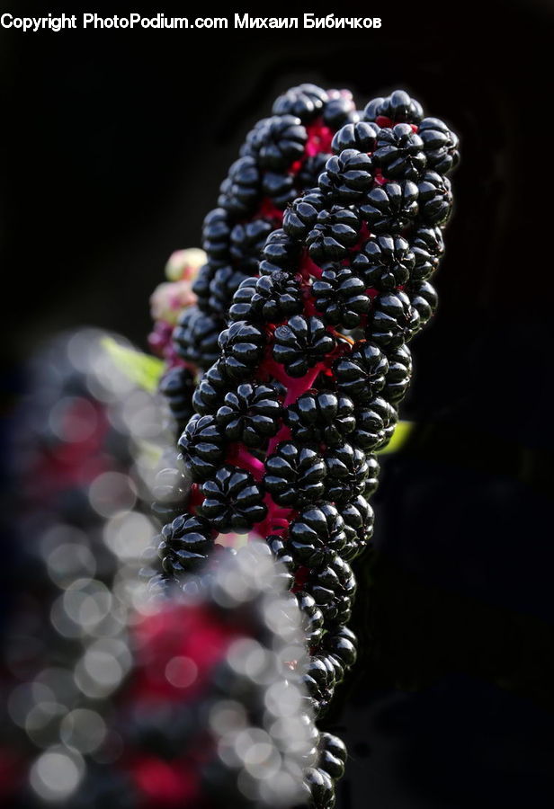 Blueberry, Fruit, Bean, Produce, Vegetable, Accessories, Bead