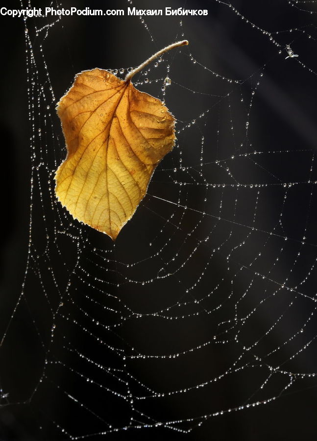 Arachnid, Garden Spider, Insect, Invertebrate, Spider, Maple, Maple Leaf