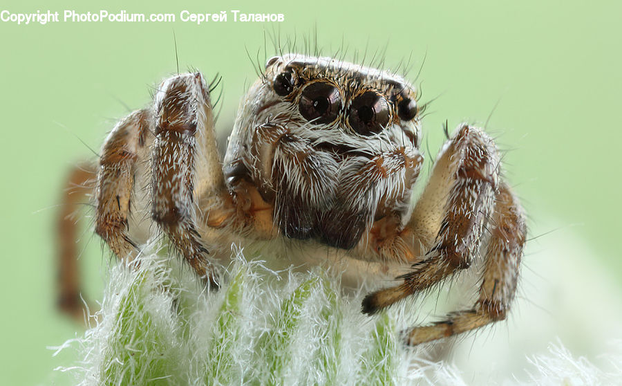 Arachnid, Garden Spider, Insect, Invertebrate, Spider