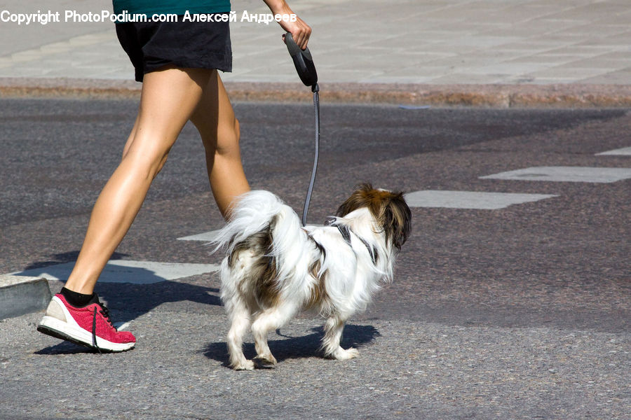 Animal, Canine, Collie, Dog, Mammal, Pet, Leash