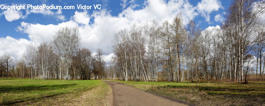 Dirt Road, Gravel, Road, Birch, Tree, Wood, Field
