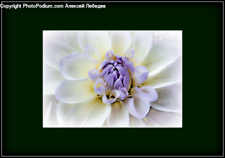 Blossom, Flora, Flower, Petal, Plant, Accessories, Dahlia