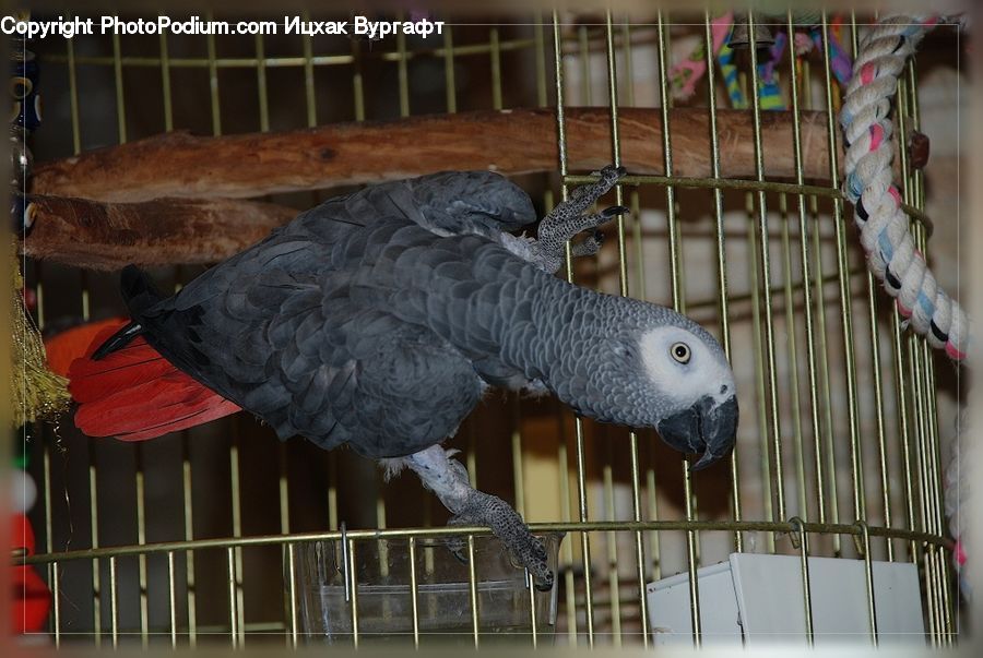 African Grey Parrot, Bird, Parrot, Parakeet, Asleep, Animal, Giraffe