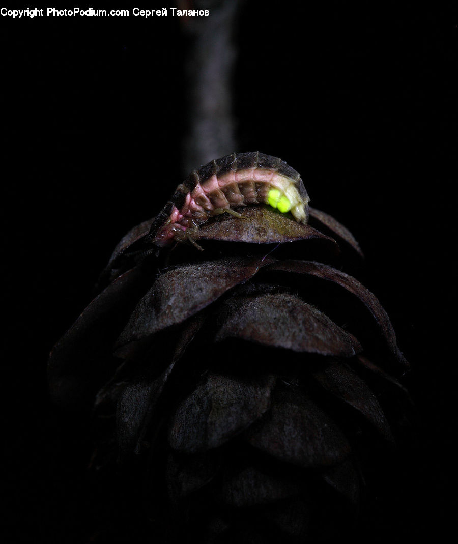 Reptile, Snake, Anisoptera, Dragonfly, Insect, Invertebrate