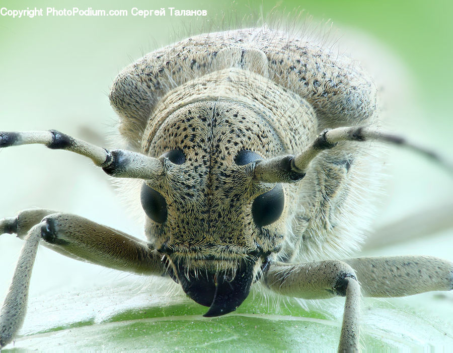 Bee, Insect, Invertebrate, Blossom, Flora, Flower, Plant