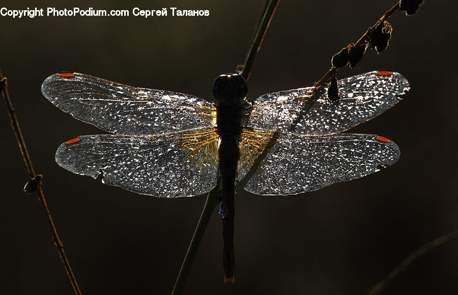 Anisoptera, Dragonfly, Insect, Invertebrate, Butterfly, Mosquito, Accessories
