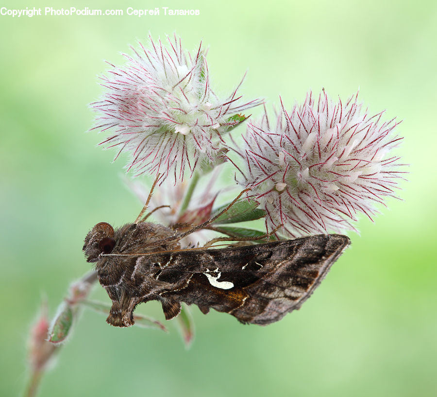 Butterfly, Insect, Invertebrate, Blossom, Flora, Flower, Plant