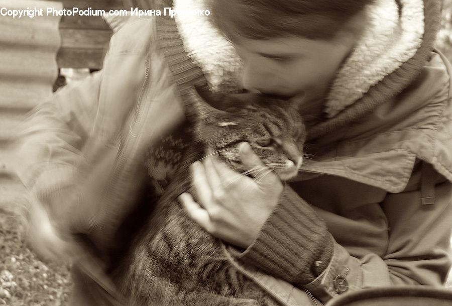 Abyssinian, Animal, Cat, Mammal, Pet, Leisure Activities