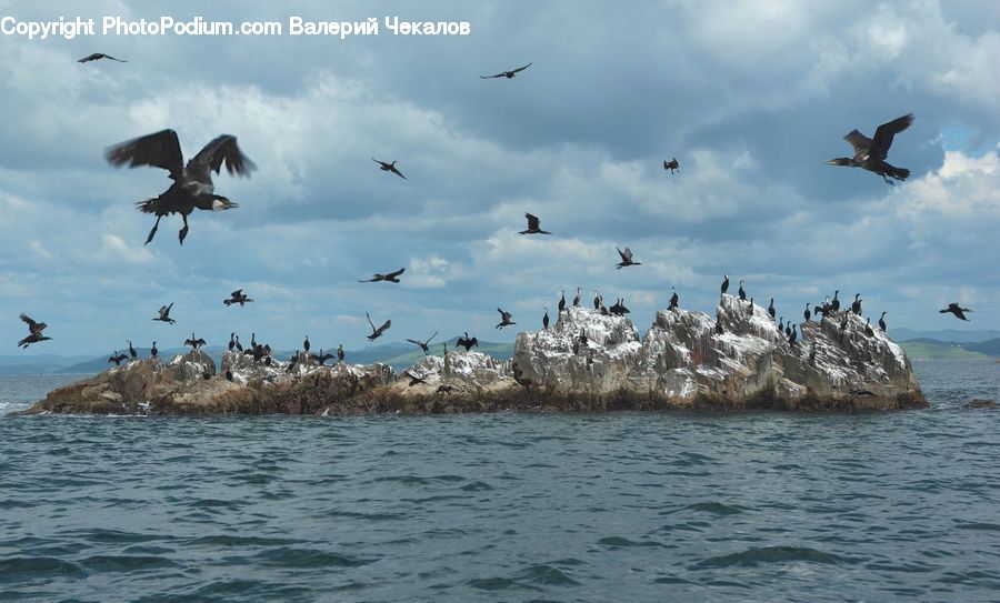 Flock, Bird, Seagull, Rock, Mountain, Outdoors, Coast