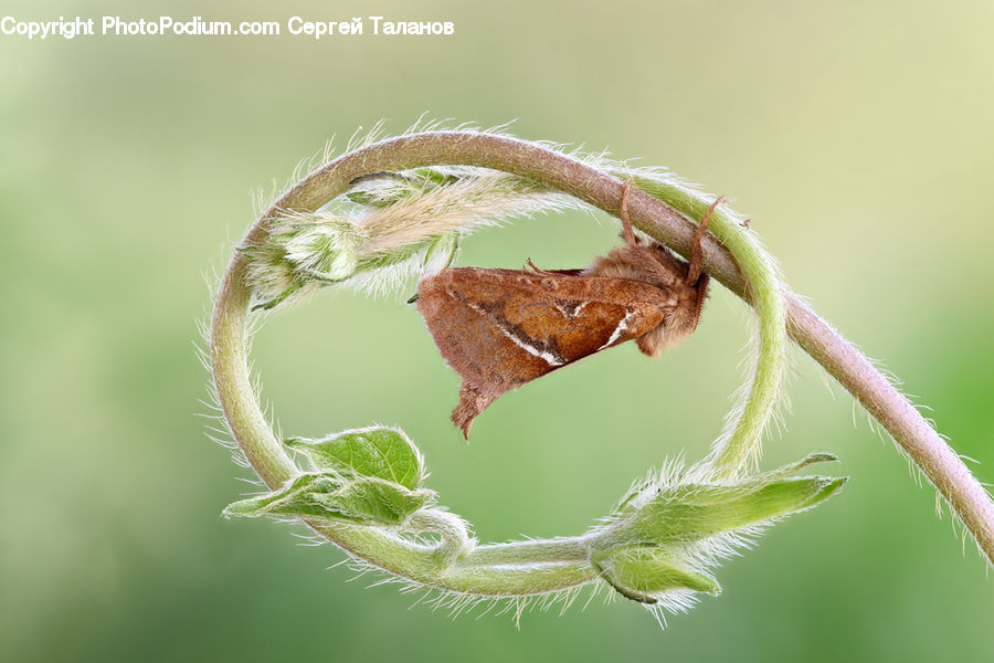 Arachnid, Garden Spider, Insect, Invertebrate, Spider, Bird, Wren