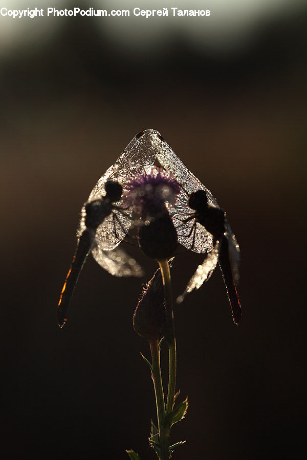 Bee, Insect, Invertebrate, Crystal, Diamond, Gemstone, Jewelry