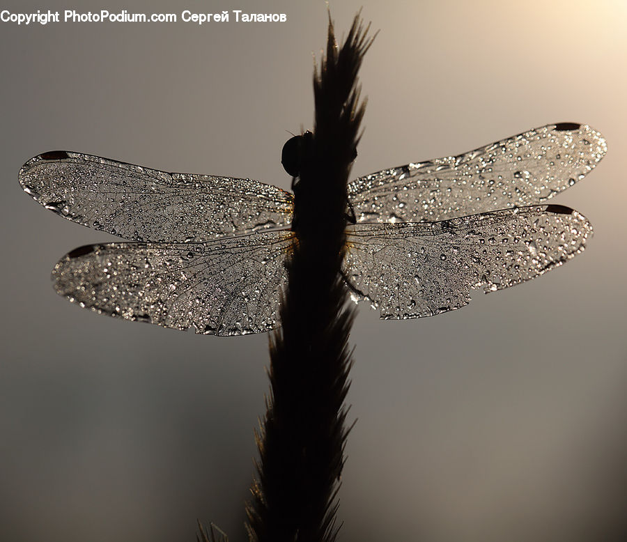 Anisoptera, Dragonfly, Insect, Invertebrate, Bird, Condor, Vulture