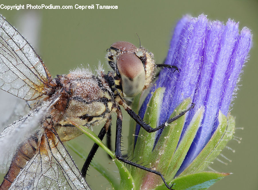 Anisoptera, Dragonfly, Insect, Invertebrate, Blossom, Flora, Flower