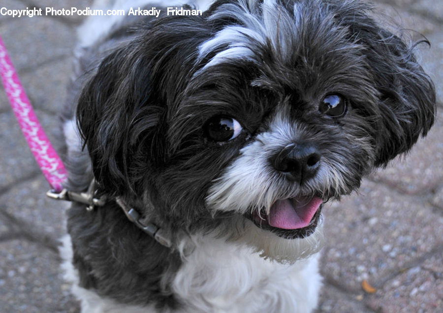 Animal, Pet, Canine, Dog, Mammal, Terrier, Puppy
