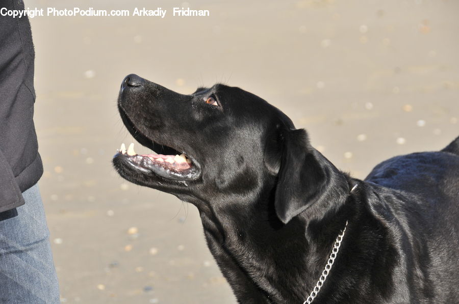 Animal, Canine, Dog, Labrador Retriever, Mammal, Pet, Pointer
