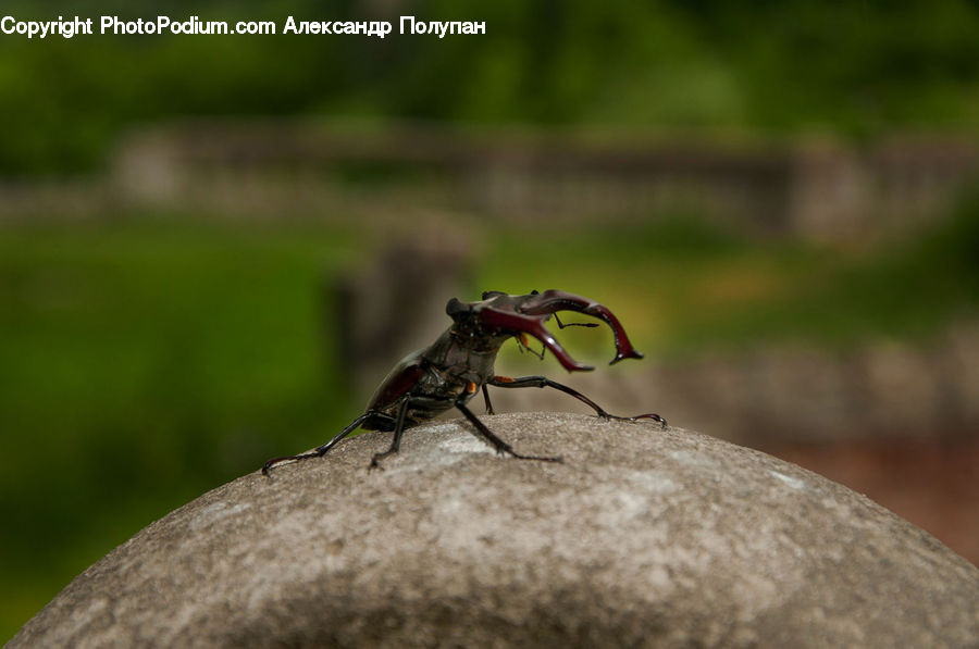 Asilidae, Insect, Cricket Insect, Grasshopper, Invertebrate, Bee, Hornet