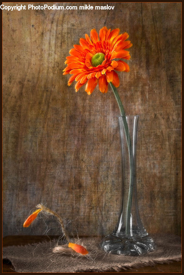 Carp, Fish, Goldfish, Sea Life, Bird, Robin, Floral Design