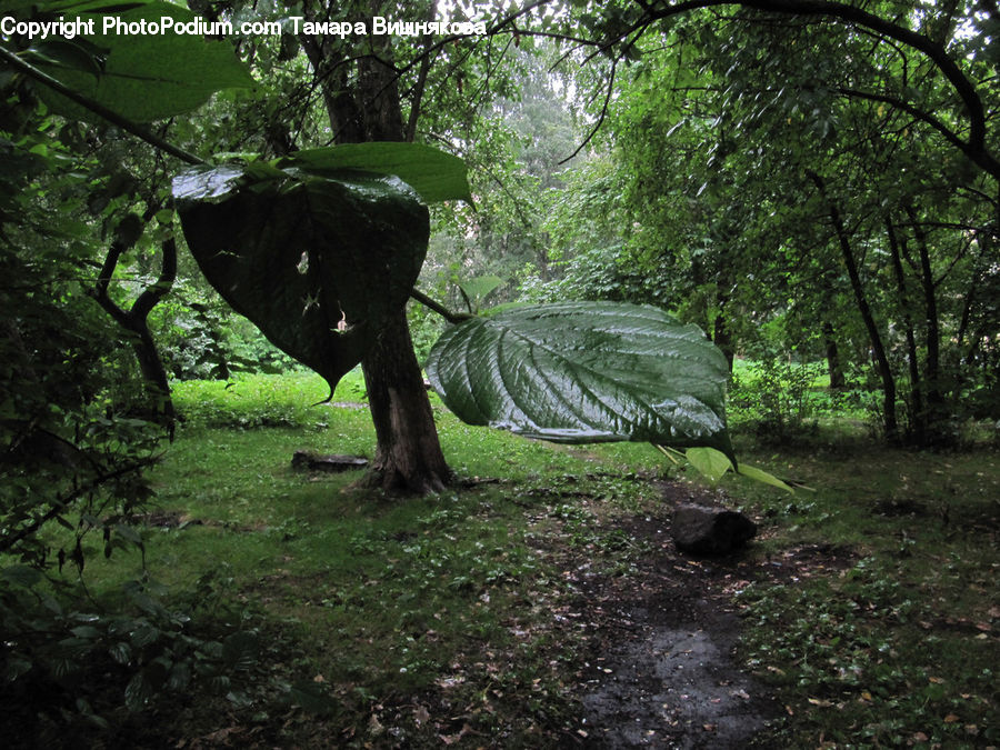 Forest, Jungle, Rainforest, Vegetation, Grove, Land, Plant