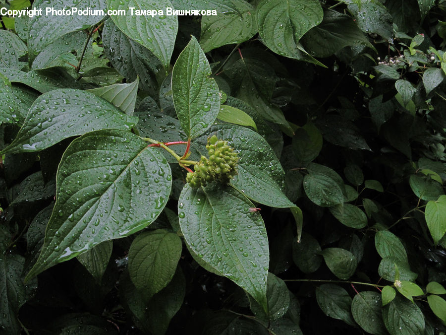 Ivy, Plant, Vine, Leaf, Blossom, Flora, Flower