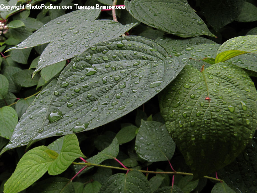 Leaf, Plant, Fern, Fruit, Melon, Blossom, Flora